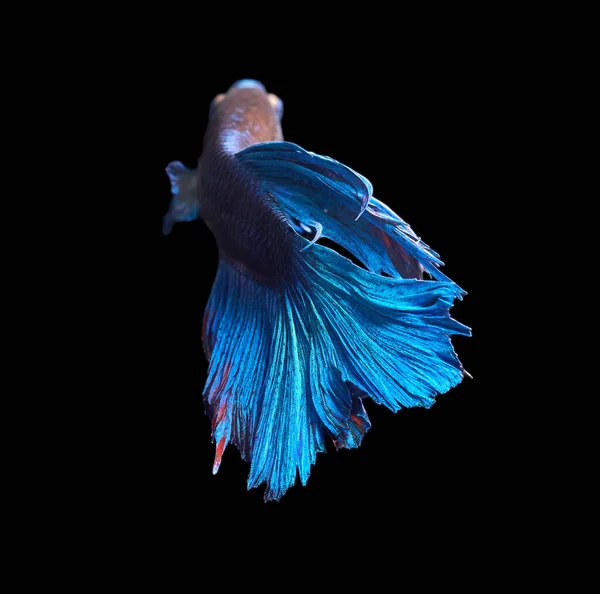 Betta siamese fighting fish isolated on black background — 图库照片