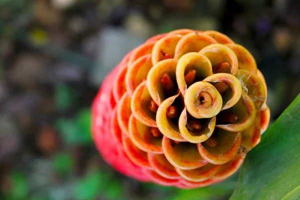 Güzel ve egzotik Kolombiyalı çiçek