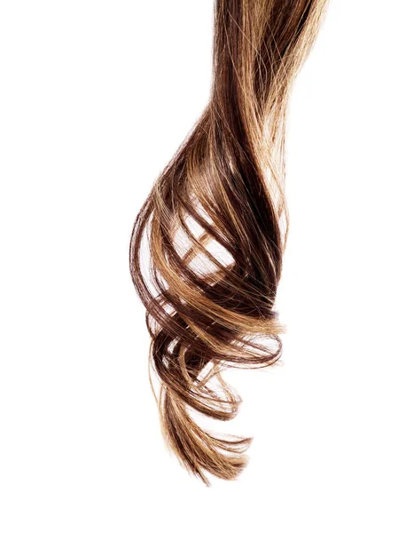 Bruine haren op witte achtergrond — Stockfoto