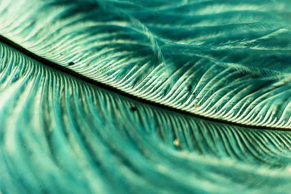 羽とキラキラのマクロ撮影 — ストック写真