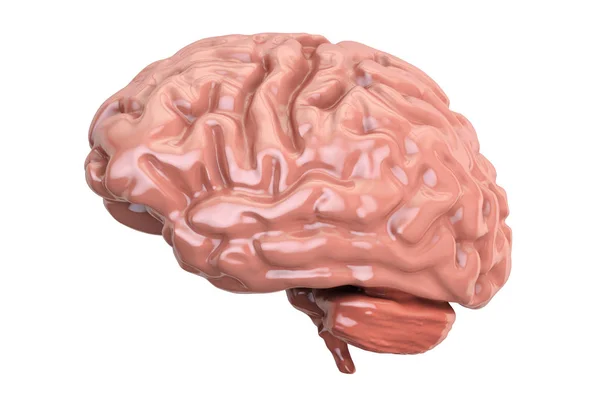 Cerebro humano, representación 3D — Foto de Stock