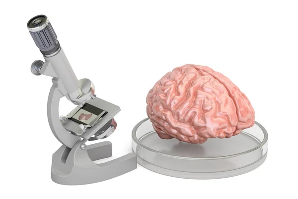 Лабораторный микроскоп с человеческим мозгом, 3D рендеринг — стоковое фото
