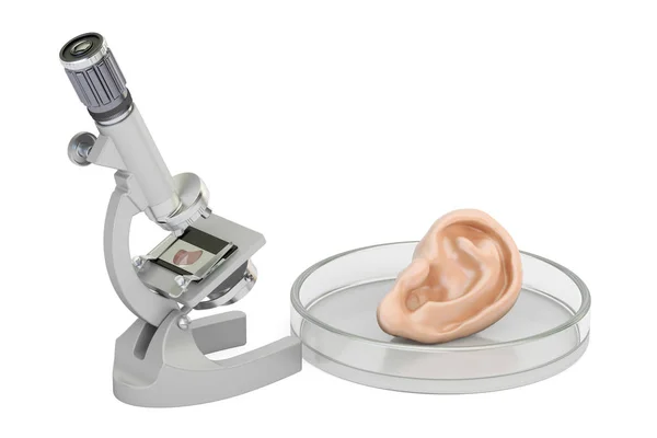 Microscopio da laboratorio con orecchio umano, organo in crescita in laboratorio c — Foto Stock