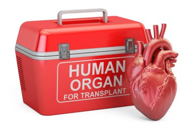 İnsan kalbi donör organlarla taşıma için taşınabilir buzdolabı, 