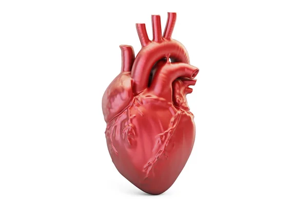 Corazón humano, representación 3D —  Fotos de Stock