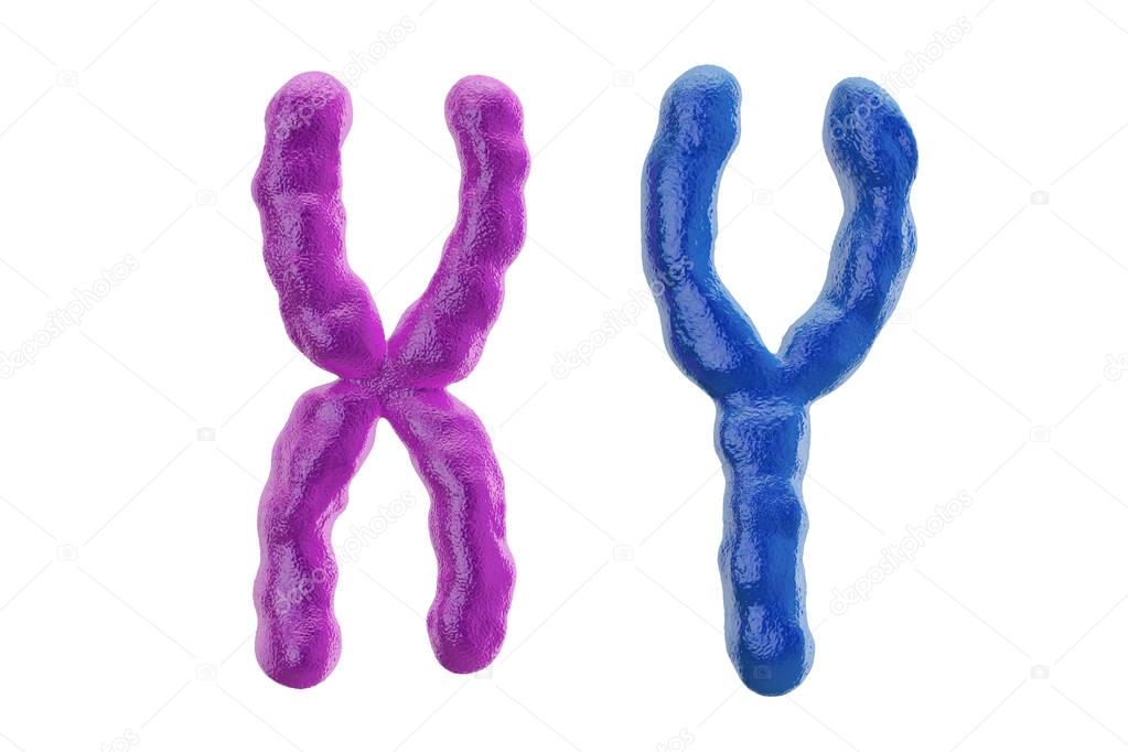 X and Y colored chromosomes, 3D rendering