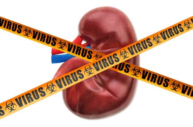 Virüs konsepti olan böbrek, 3D görüntüleme
