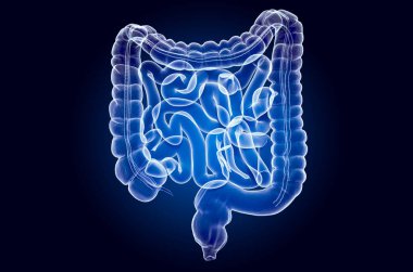 Human intestines, x-ray hologram. 3D rendering  clipart