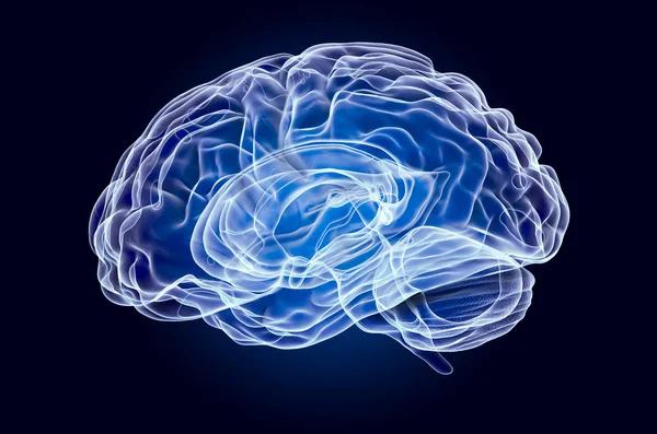 Ανθρώπινο Εγκέφαλο, ολόγραμμα ακτίνων Χ. 3d απόδοση — Φωτογραφία Αρχείου