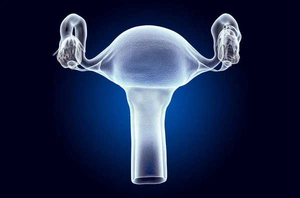 Utérus féminin, hologramme aux rayons X. rendu 3D — Photo
