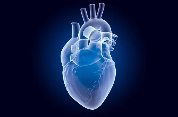 Lidské srdce, rentgen hologramu. 3D vykreslování — Stock fotografie