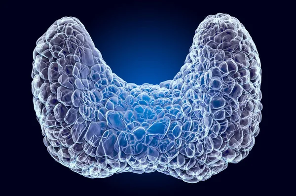 人間の甲状腺、 X線ホログラム。3Dレンダリング — ストック写真