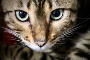 Bengal Kater / cats yüz