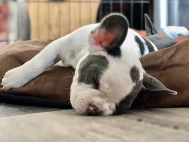 Mavi beyaz Fransız zorba köpek burnu flor 'da uyuyor.