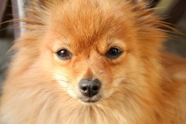 Red Pomeranian kameranın önüne bakıyor.