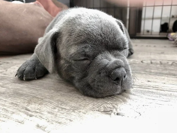 Azul Francês Bulldog Puppy Está Dormindo Chão — Fotografia de Stock