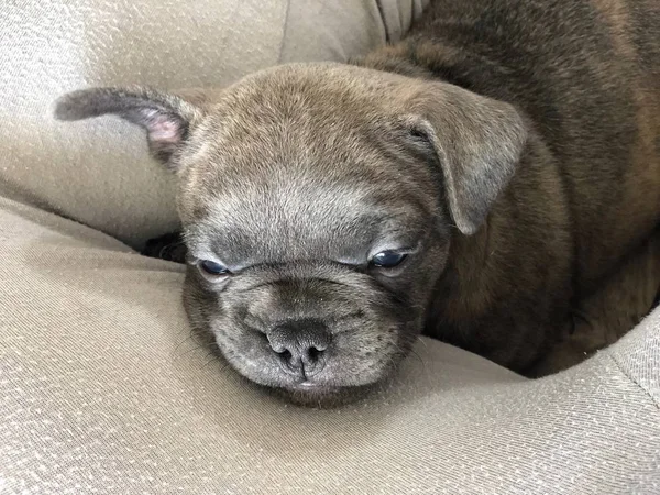 French Bully Puppy Blue Brindle — Stock Photo, Image