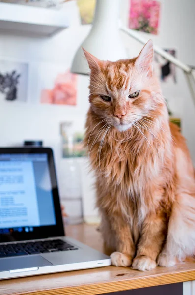 Muhteşem ve pofuduk kızıl kedi kameraya seksi bir bakışla bakıyor