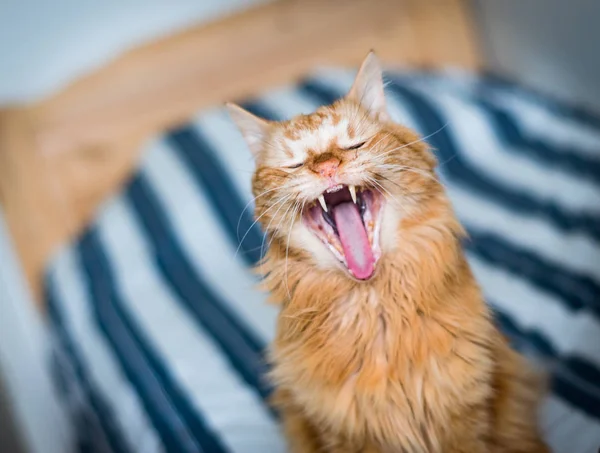 Gato de gengibre engraçado bocejando boca bem aberta — Fotografia de Stock