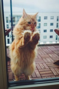 Kedi girmek yalvarıyor balkonda kilitli