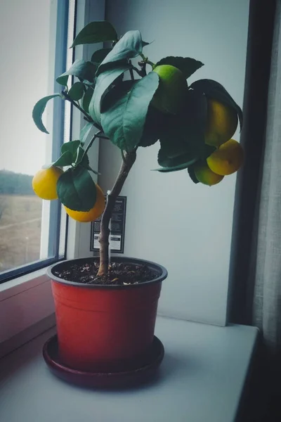 Mini citron dans une casserole — Photo