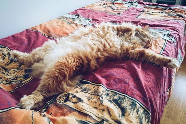 Складная и пушистая имбирная кошка, лежащая на животе — стоковое фото
