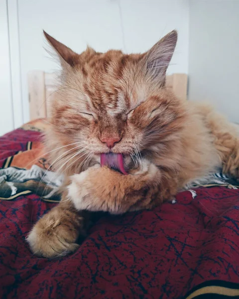 Retrato de cerca de un adorable y esponjoso gato de jengibre que lame su peón.. — Foto de Stock