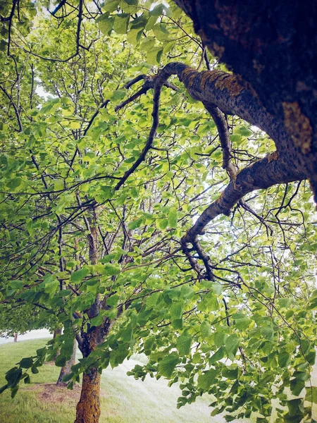Vista de bajo ángulo de los brillantes árboles de almendras verdes —  Fotos de Stock