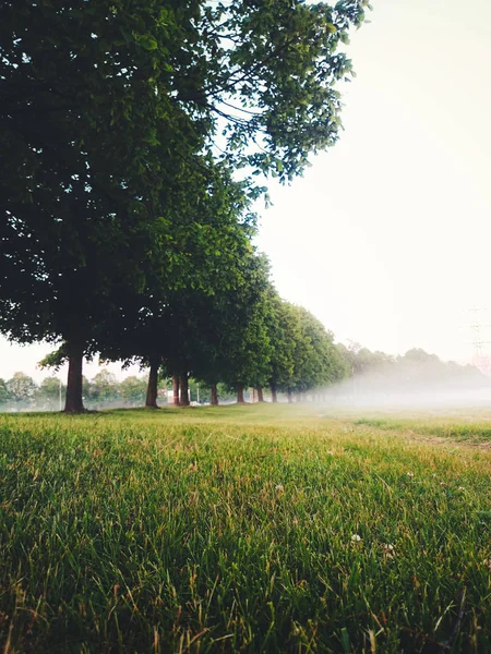 Bulevar de arce tranquilo en una niebla de la mañana — Foto de Stock