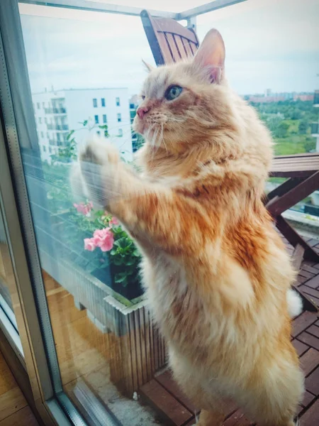 Kedi girmek yalvarıyor balkonda kilitli