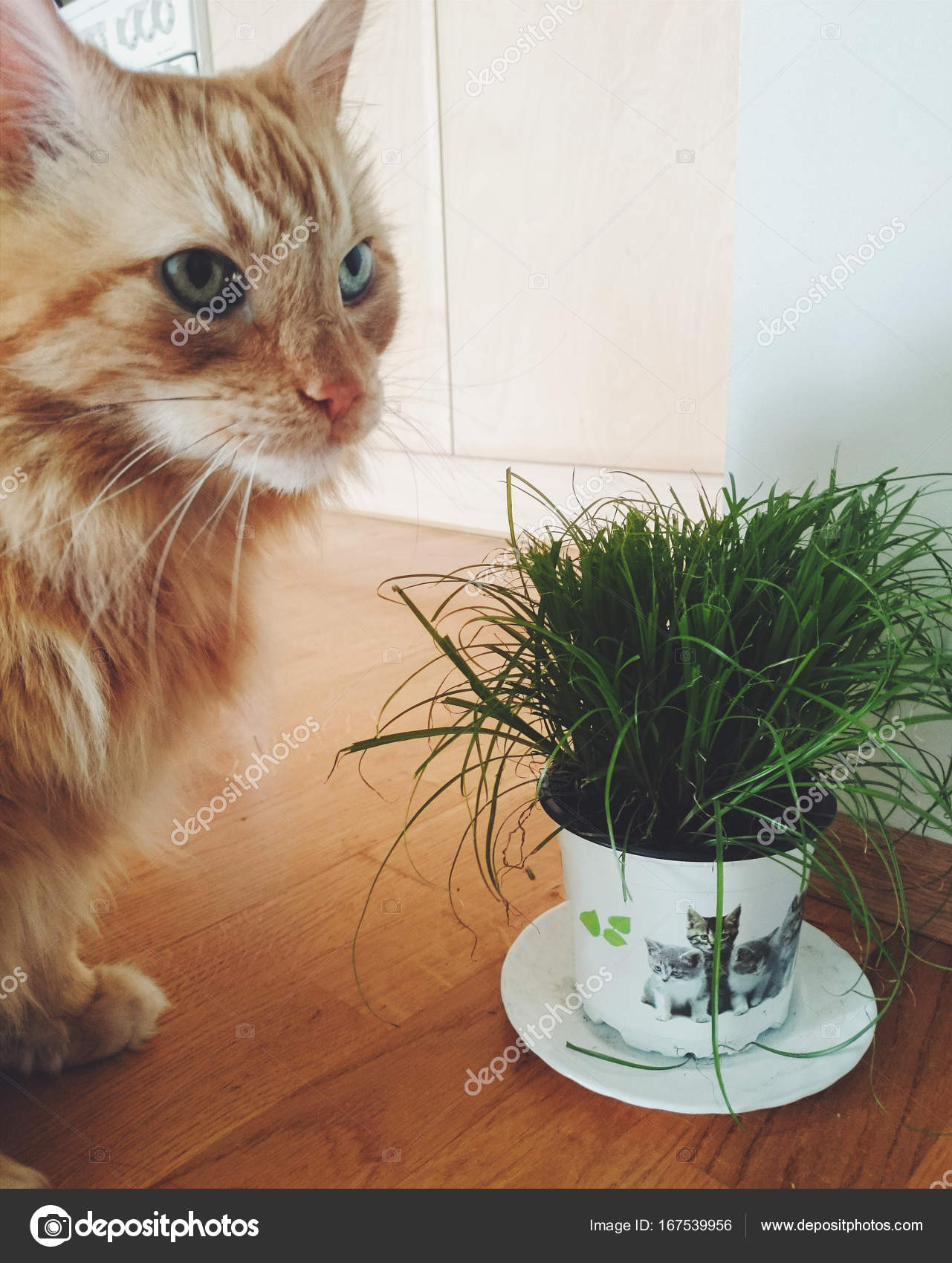 Chat Debout Images Libres De Droit Photos De Chat Debout Depositphotos Chat Debout Images Libres De Droit Photos De Chat Debout Depositphotos