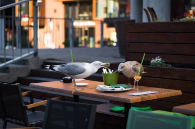 Seagull looking at plate with remnants  clipart