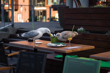 Martı plaka kalıntıları ile seyir 