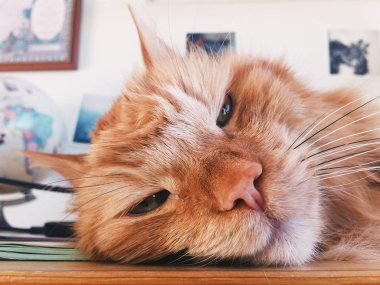 Kırmızı kedi namlu