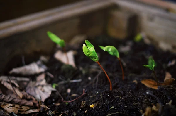Green seedling in ground — Stock Photo, Image