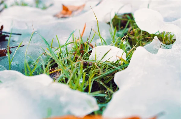 Gramado de grama verde com neve derretida — Fotografia de Stock
