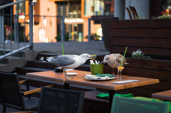 Seagull looking at plate with remnants 