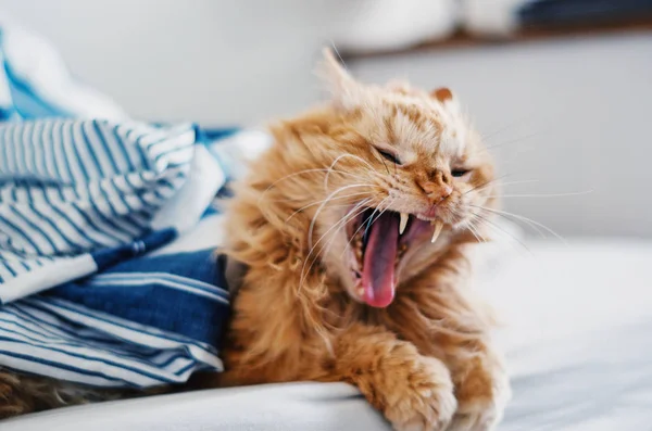 Piros, tátott szájjal Ásító macska — Stock Fotó