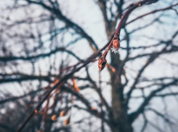 Floco de neve no botão da árvore — Fotografia de Stock