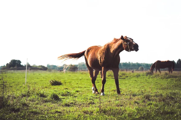 Horse running on green grass at yard