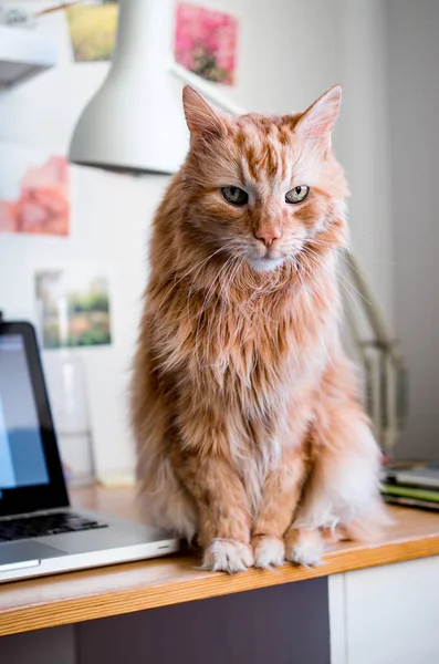 Кошка, сидящая на компьютерном столе — стоковое фото