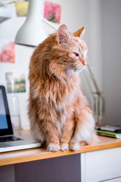 Gato sentado na mesa do computador — Fotografia de Stock