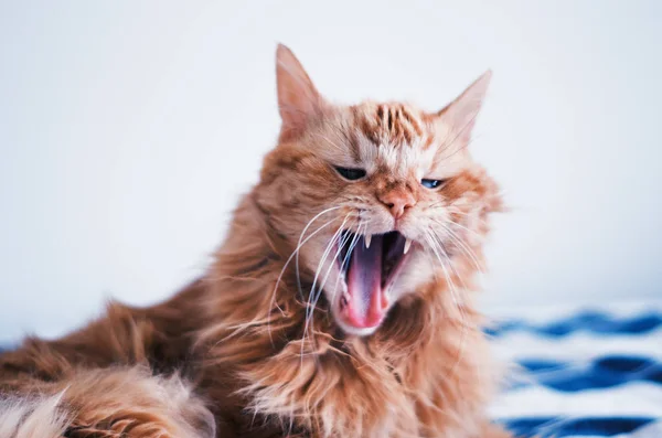 Ingwerkatze gähnt Mund auf, während sie auf einem Bett liegt — Stockfoto