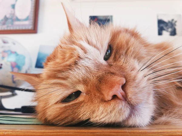 Kırmızı kedi namlu