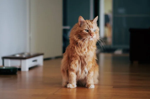 Ahşap katta oturan kırmızı kedi — Stok fotoğraf