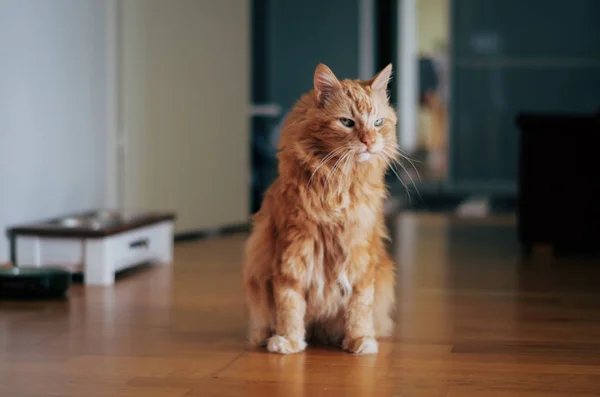 Rote Katze sitzt auf Holzboden — Stockfoto