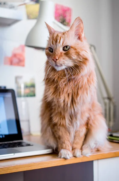 Кошка, сидящая на компьютерном столе — стоковое фото