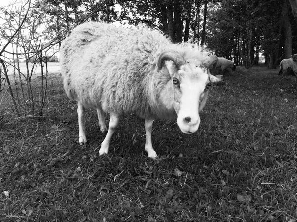 Ovelhas Curiosas Olhando Para Câmera Preto Branco — Fotografia de Stock