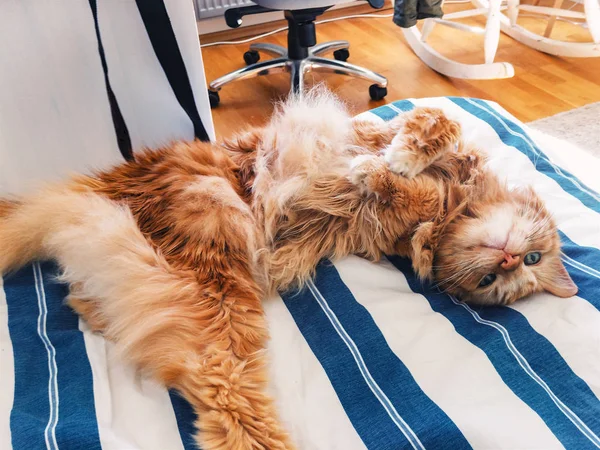 Красная кошка лежит с животом — стоковое фото