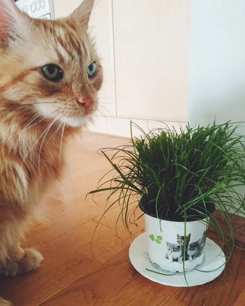 Chat Debout Images Libres De Droit Photos De Chat Debout Depositphotos